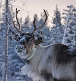 Close-up portrait of deer