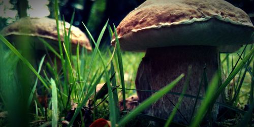 Close-up of mushroom growing on field