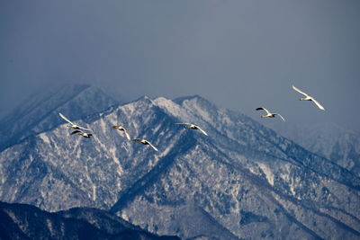 Seagulls flying over mountain against sky