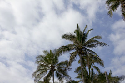 Low angle view of palm tree against sky