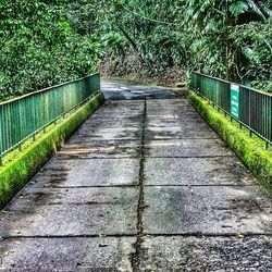 Walkway leading towards trees