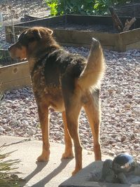 View of dog looking away