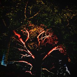Close-up of tree at night