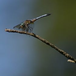 Close-up of insect perching on twig