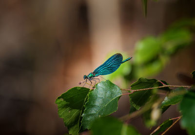 Close-up of damselfly on leaf