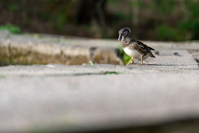 Close-up of bird perching