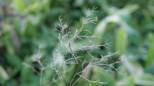 Close-up of dry plant on field