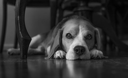 Close-up portrait of dog resting on floor