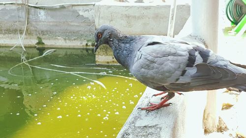 Close-up of bird perching on water