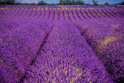 Full frame shot of lavender growing in field