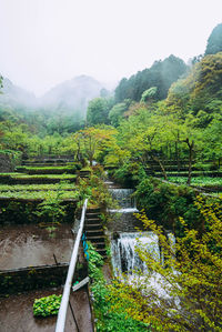 Scenic view of stream in forest