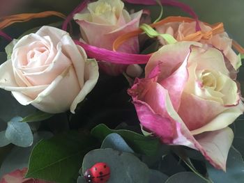 Close-up of pink roses