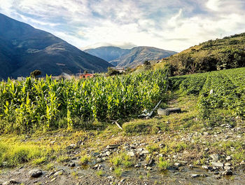 Scenic view of field against sky