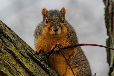 Portrait of squirrel on tree against sky