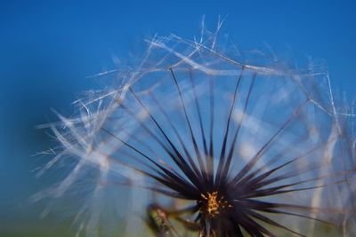 Close-up of dandelion against blue sky