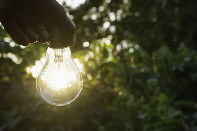 Close-up of illuminated light bulb on tree