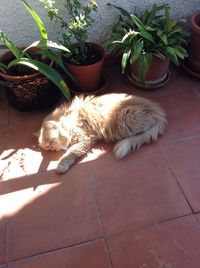 Cat relaxing in yard