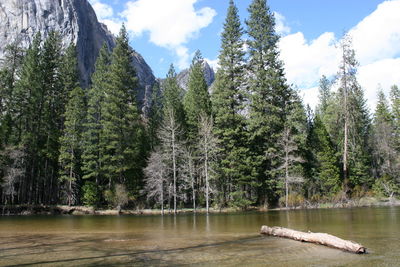 Panoramic view of pine trees in lake against sky