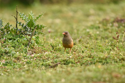 Bird perching on a field