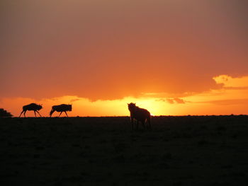 Horses in a field