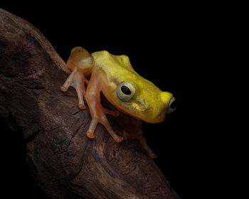 Golden frog