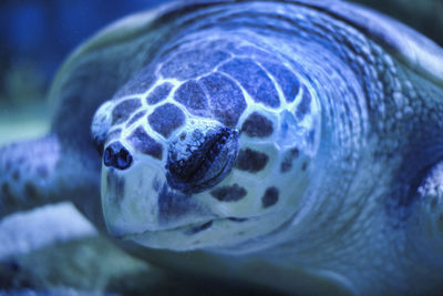 A turtle is sleeping underwater in the sea