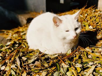 Close-up of a white cat