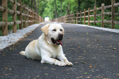 Close-up of dog sitting outdoors