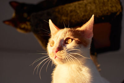 Close-up of cat