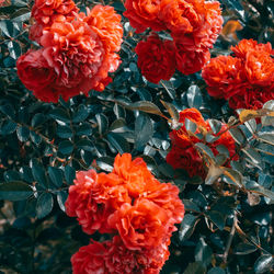 High angle view of red flowering plants