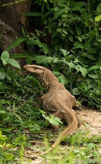 Lizard on plant