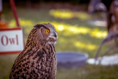 Close-up of a bird