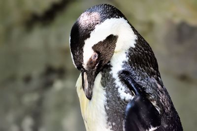 Close-up portrait of a bird