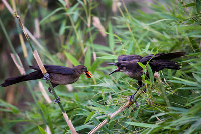 Close-up of birds perching on grass
