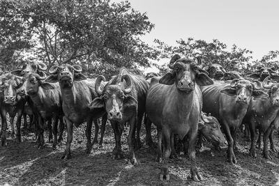 Horses on field