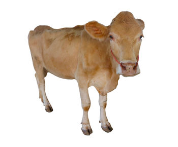 Cow standing against white background