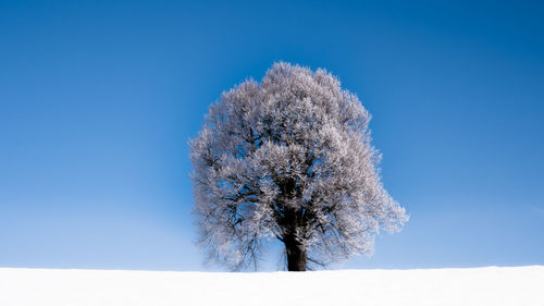 Low angle view of snow on tree against clear blue sky