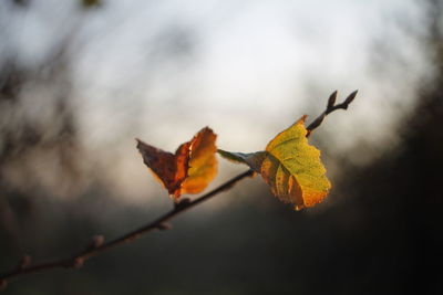 Close-up of dry maple leaf against blurred background