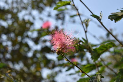 Close-up of thistle flower