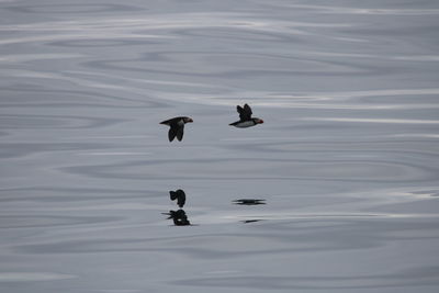 High angle view of birds swimming in lake