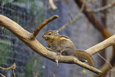 Swinhope's striped squirell on a tree branch, chester zoo.