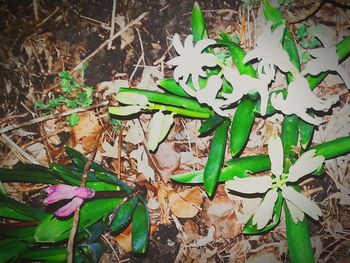 Close-up of leaves