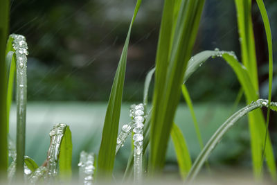 Close-up of water drops on plant