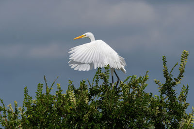 Low angle view of bird flying against the sky