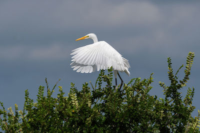 Great white egret flapping its wings as it land in the top of a tree.