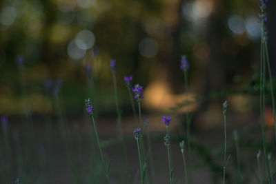 plant