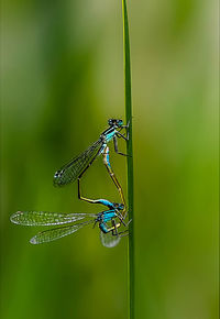 Close-up of damselfly on leaf