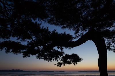 Silhouette tree by sea against sky during sunset