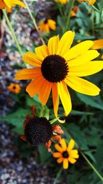 Close-up of yellow flower