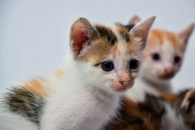 Close-up of cat looking away